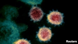 Էլեկտրոնային մանրադիտակով ստացված կորոնավիրուսի պատկերը: