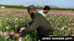 آرشیف- کشت کوکنار در ولایت کندهار 