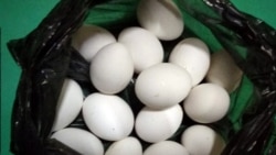 Baýramalyda 'zaýalanan ýumurtgadan' zäherlenýän raýatlar köpelýär