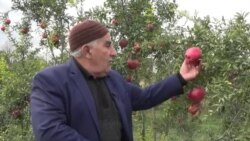 Kəndlilər: 'Narın  kilosunu bizdən 5-10 qəpiyə alırlar'