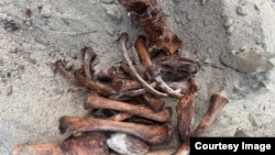 Останки с Миловановского кладбища на берегу Оби