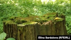 Ліс є частиною національного природного парку «Голосіївський» (фото ілюстраційне)