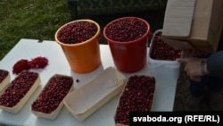 Журавіны на балоце