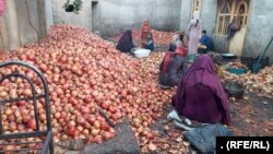 زنان کارگر در فراه که از سوی یک شرکت برای شان زمینۀ کار فراهم شده است