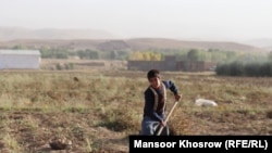 یکی از دهقانان جوان ولایت غور