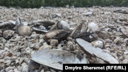 Каховське водосховище висохло після руйнації греблі Каховської ГЕС у червні 2022 року