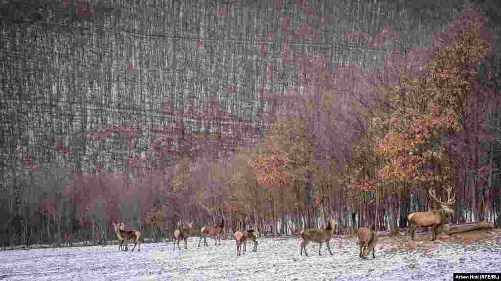 Земли, где обитают эти животные, принадлежат семье Туллари, которая примерно 10 лет назад начала разводить оленей. Это было хобби