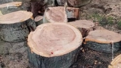 Ошто даракты кыйган кафе жабылды