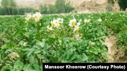 زمین های کشت شده کچالو در ولایت بامیان