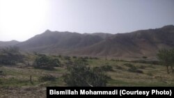 بسم الله محمد یک باشنده ولایت زابل ادعا کرده که افراد محلی طالبان در ولسوالی ارغنداب تمام درختان مثمر و غیر مثمر باغش را قطع کرده اند.