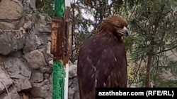 Bürgüt Parahat-7/2 etrapçasynyň 2-nji jaýynyň öňündäki howluda ýaşaýar. Aşgabat, noýabr, 2023.