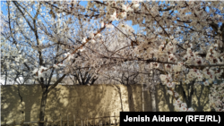 Баткен.  Өрүк гүлү. Март, 2023-жыл