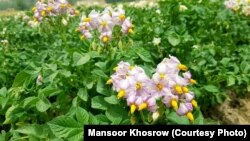 شماری از دهقانان در ولایت بامیان می گویند که از دو سال به این سو جشن گل کچالو در این ولایت برگزار نمی شود