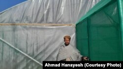 یک مهاجر افغان که بگونه اجباری با اعضای خانواده اش از ایران اخراج شده درمقابل سبزخانۀ خود در ولایت کاپیسا ایستاده است. 