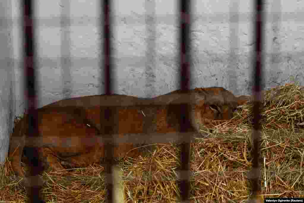 Львица по имени Юна получила травму в результате недавнего обстрела. &laquo;Это плохо. Физически ей становится лучше с каждым днем, но психологически она в худшем состоянии, чем когда она приехала в наш центр. Если вы спросите меня, чего она не боится, я не знаю, что ответить. Пробегающую кошку, собаку.... Я даже покормить ее не могу, не вызывая у нее стресса&raquo;, &mdash; говорит Наталья