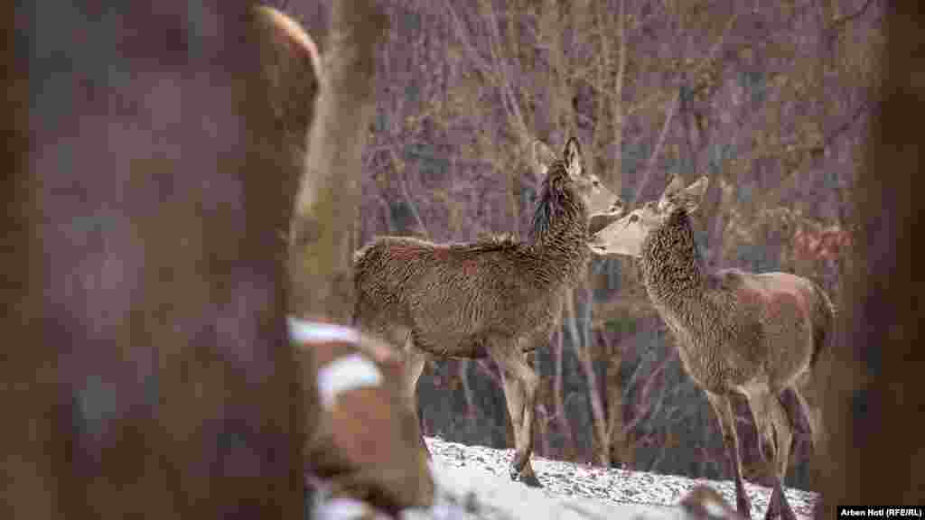 Цель семьи Туллари &mdash; увеличить размер своего стада, чтобы олени могли ещё долгие годы обитать в холмистой местности Косово