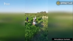 Озиқ-овқат хавфсизлиги: Қорақалпоғистонда фермерларнинг бошоқлаган шолиси бузиб ташланди
