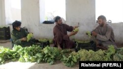 تصویر آرشیف: انگور قندهار 