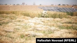 یک دهقان افغان در ولایت فراه - عکس از آرشیف