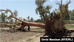 تخریبات ناشی از توفان شدید در ولایت ننگرهار 