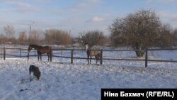 Коні гуляють тепер тільки в загорожі, гуляти, як раніше, навколишніми полями – небезпечно
