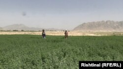 برخی دهقانان بدخشان از پروژه‌های جدید استقبال کردند، اما برخی نگران سودآوری آن هستند.