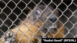 Иллюстрациялык сүрөт. 