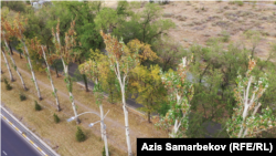 Манас проспектисин бойлой тигилген теректердин азыркы көрүнүшү. 1-август, 2023-жыл.