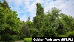 Бишкектеги ботаникалык бак. 