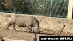 Janly tebigatyň milli muzeýindäki şahburun