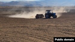 Illýustrasiýa suraty. Lebap welaýatynda Amyderýanyň ýakasynda ýerleşýän sebitlerde şaly ekini ösdürilip ýetişdirilýär. 