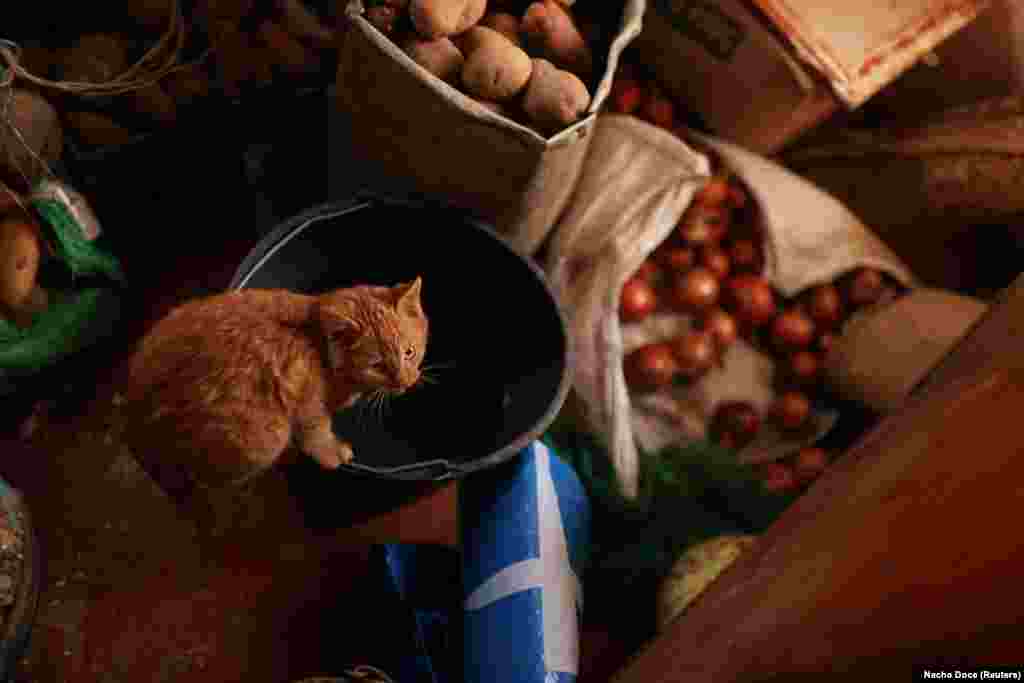 Stepan&#39;s brother, Volodymyr, lives a street over with his family and pet cat. He, his wife, Tetyana, and their 21-year-old granddaughter, Svitlana,&nbsp;all live in the only room in the house that still has a roof. &nbsp;