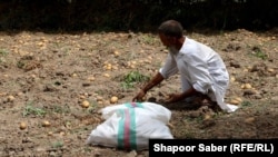 حاصلات کچالو در هرات امسال نسبت به هر سال دیگری بیشتر است