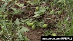 Bir çox fermerlər yağıntılarda ziyan çəksələr də, təsərrüfatlarını sığorta etdirməyiblər.