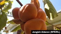 Баткенде бышкан курма.