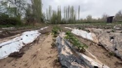 "Европадан келген көчөттөр жарабай калды"