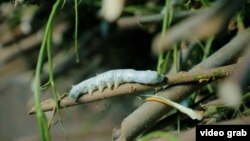 Illýustrasiýa suraty.