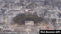 Өрттөн 150 жылдык баньян дарагы да жабыркады. Мауи, Гавайи. Август, 2023-жыл