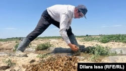 Фермерлер аймактагы 80 гектар жерге айдалган дарбызды чегиртке жалмап кеткенин айтышууда. 