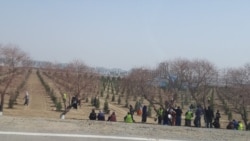 Diňle: Aşgabatda ýaşaýyş jaýlaryň howlularyndaky agaçlary çapmak gadagan edildi