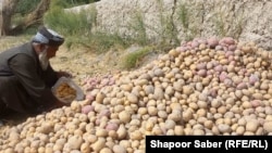  یکی از دهقانان ولسوالی گذره ولایت هرات حاصلات کچالوی زمین خود را جمعآوری کرده است