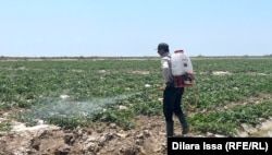 Фермерлер талаасын өз алдынча дарылап жатат.