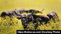 Національний заповідник «Асканія Нова». Україна, Запорізька область