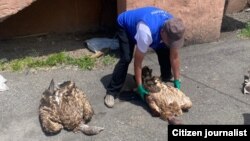 NABU-Кыргызстан уюмунун адистери тарткан сүрөт. 