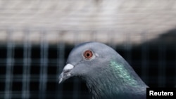 Иллюстрациялык сүрөт.