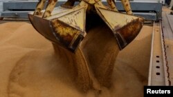 Пшениця завантажується на вантажне судно перед відправкою у російське місто Ростов-на-Дону в порту окупованого росією Маріуполя, 25 жовтня 2023 року