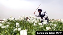 طالبان عملیات محو مزارع بنگ را در بدخشان آغاز کردند
