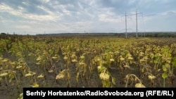 Аби розмінувати це поле, Володимир випалив врожай озимої пшениці