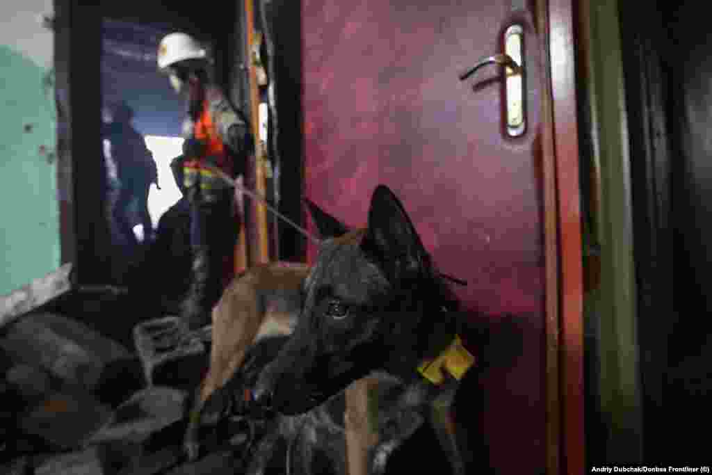 Borysenko admits feeling guilty for the amount of work her dogs are sometimes put through. After one long search mission, she says one of her dogs jumped straight onto the sofa when they returned home, &quot;Then she got up to walk into the kitchen for a drink of water. Soon we started wondering &#39;where is the dog?&#39; She had fallen asleep next to the water bowl!&quot; The volunteer, who has worked with dogs since she was a child, said: &quot;I feel so sorry for them.&nbsp;But we have high requirements, both for ourselves and for the dogs.&quot;