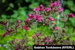 Вейгела Nana Purpurea гүлдүү бадал.